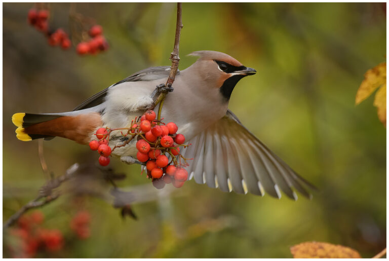 vacker fågel bland rönnbär