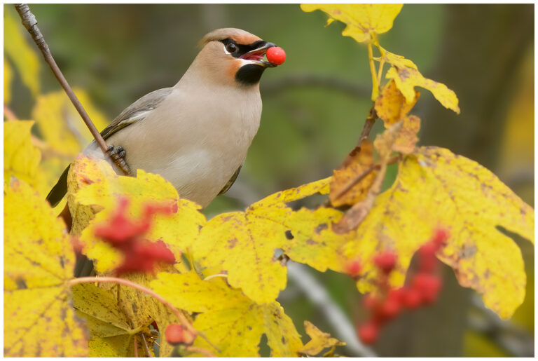 Sidensvans - Waxwing sidensvans äter ett rönnbär