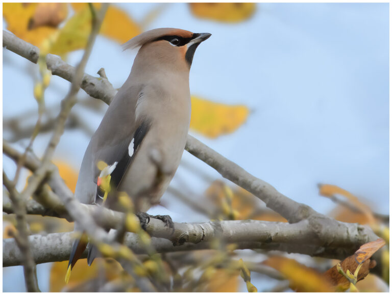 En promenad med kameran