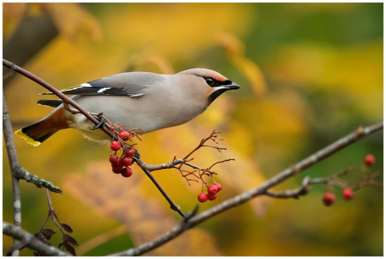 sidensvans i höstens färger