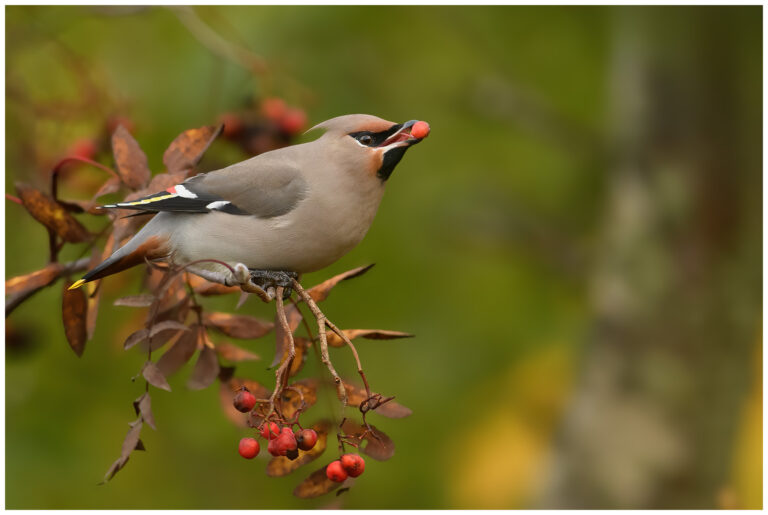 vacker fågel bland rönnbär