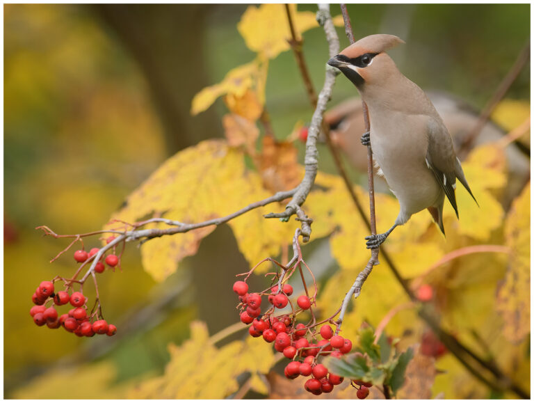 sidensvans sitter i rönnbärsträd