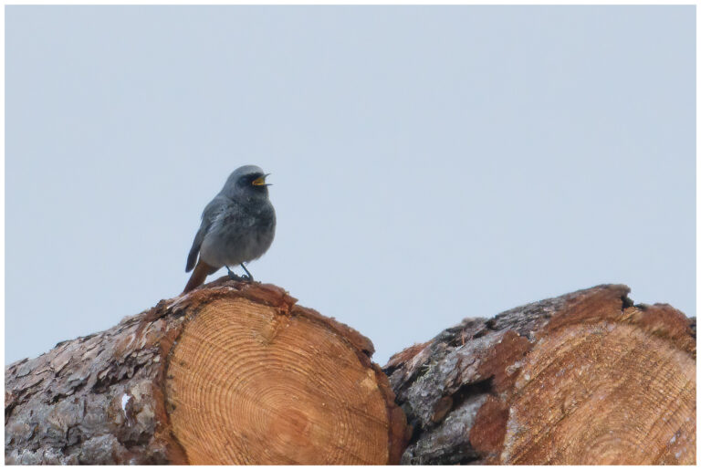 En promenad med kameran En promenad med kameran