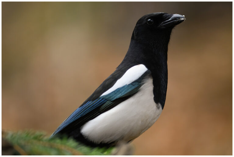 Fotodag i gömsle hos Fröstad Naturfoto