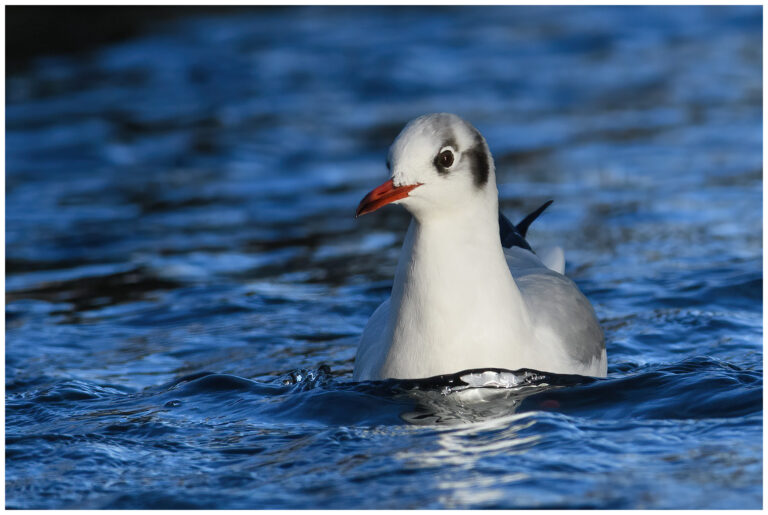 Kommunrally 2025 kommunrally 2025