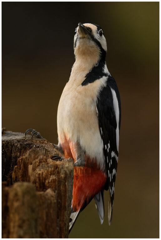 Gömsle utanför Mantorp Större Hackspett