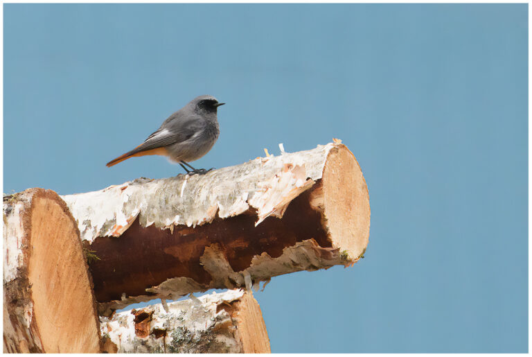 vacker fågel bland rönnbär