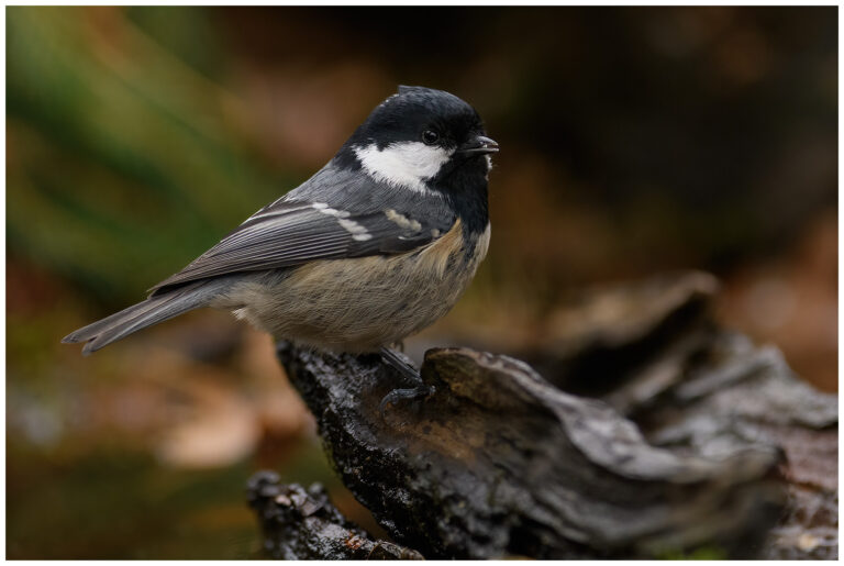 Fotodag i gömsle hos Fröstad Naturfoto
