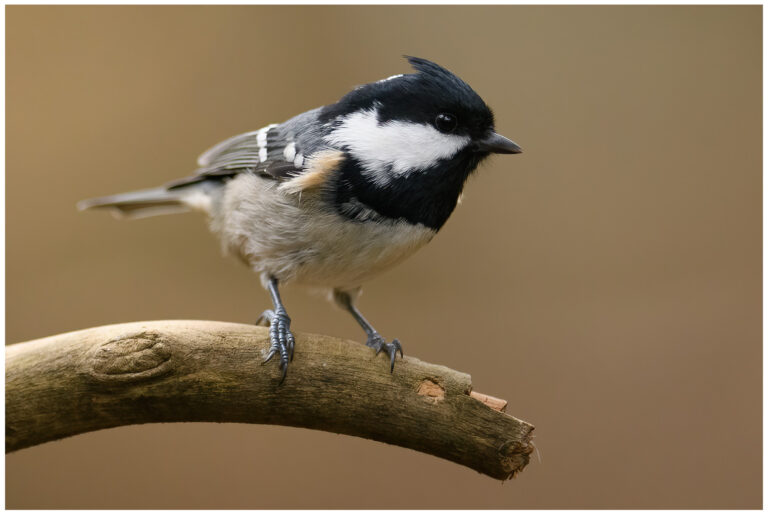 Svartmes - Coal Tit Svartmes - Parus ater