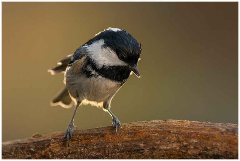 Svartmes - Coal Tit Parus ater i motljus