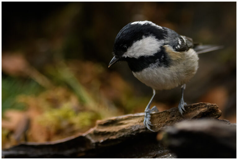 Svartmes - Coal Tit Coal Tit