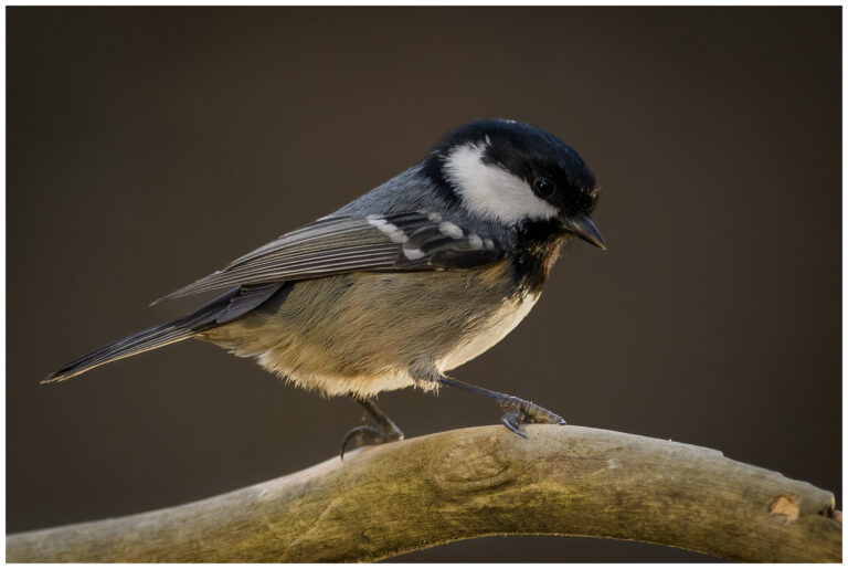 Svartmes - Parus ater