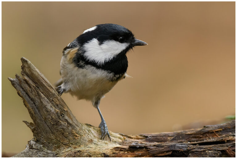 Coal Tit