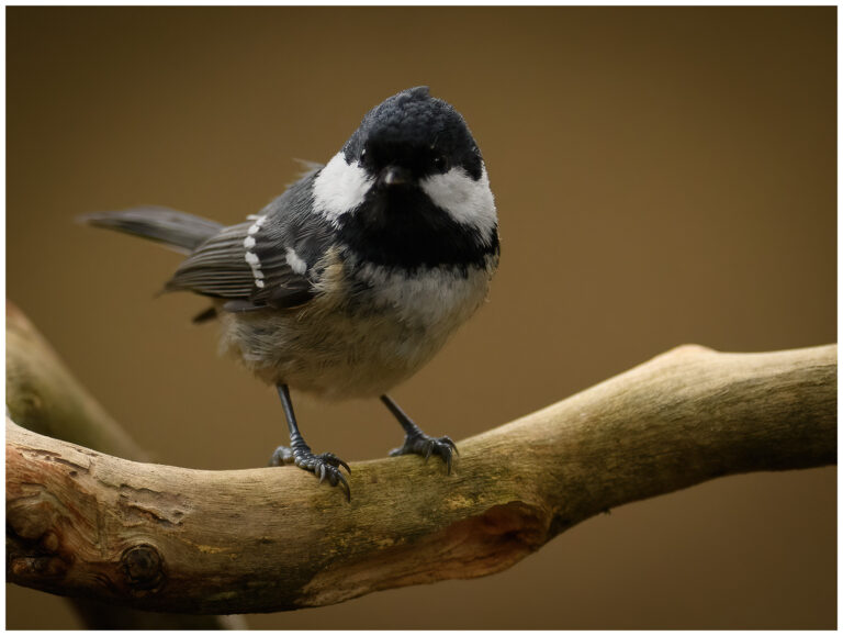 Coal Tit