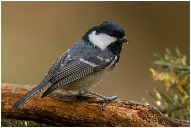 Svartmes - Parus ater