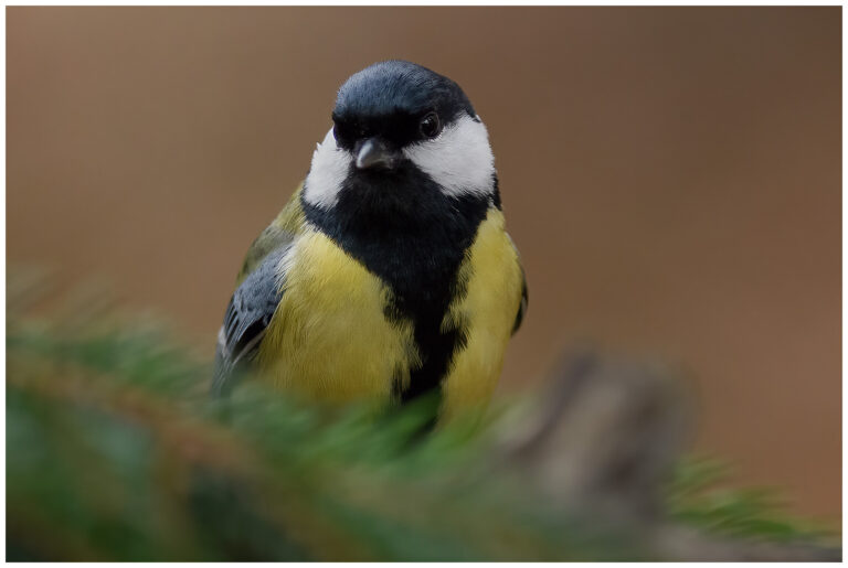 Talgoxe - Great Tit Parus major