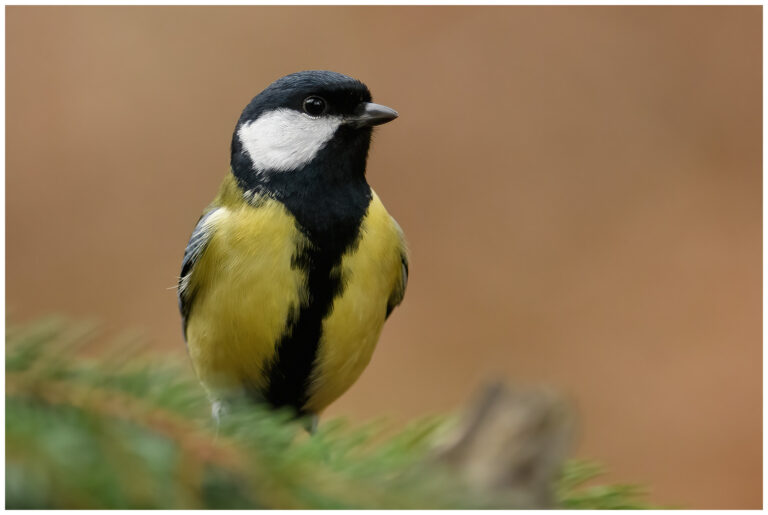 Talgoxe - Great Tit Parus major