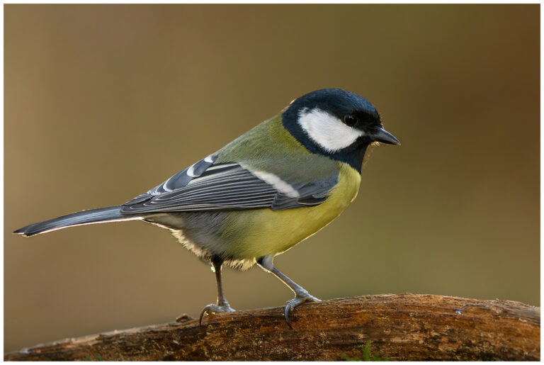 Talgoxe - Great Tit Talgoxe - Parus major
