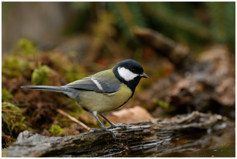 Fotodag i gömsle hos Fröstad Naturfoto