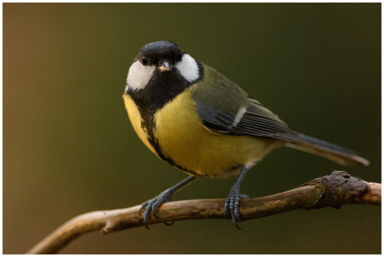 Talgoxe - Great Tit talgoxe hona