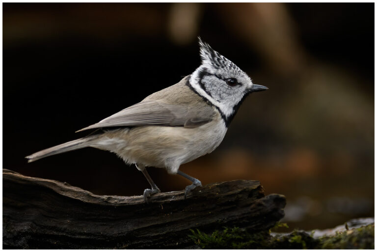 Tofsmes - Crested Tit Lophophanes cristatus