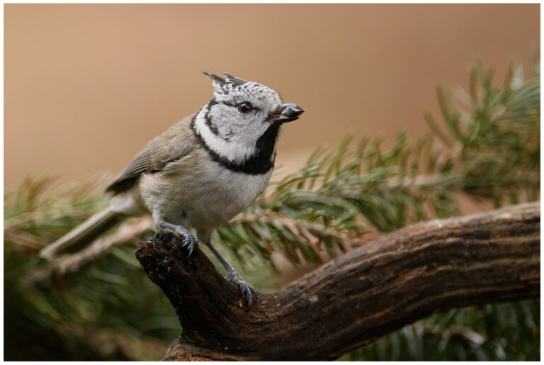 Tofsmes - Crested Tit Tofsmes med tydlig svartvit topp i tallskog