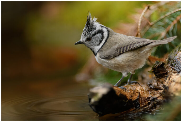 Tofsmes - Crested Tit Tofsmes på fuktig trädstam nära stilla vatten