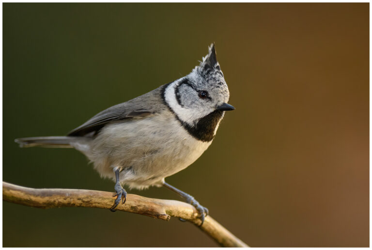 Tofsmes - Crested Tit Tofsmes sittande på gren med rest huvudtofs
