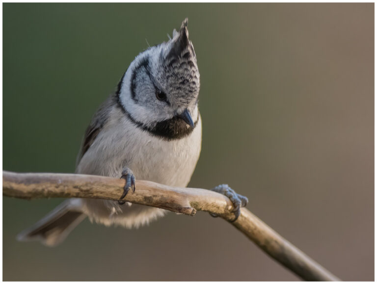 Tofsmes - Crested Tit tofsmes med karakteristisk tofs