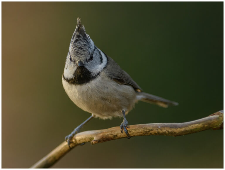 Tofsmes - Crested Tit En tofsmes poserar på en gren och visar sin kontrastrika tofs och ljusa undersida