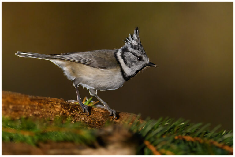 Fotodag i gömsle hos Fröstad Naturfoto