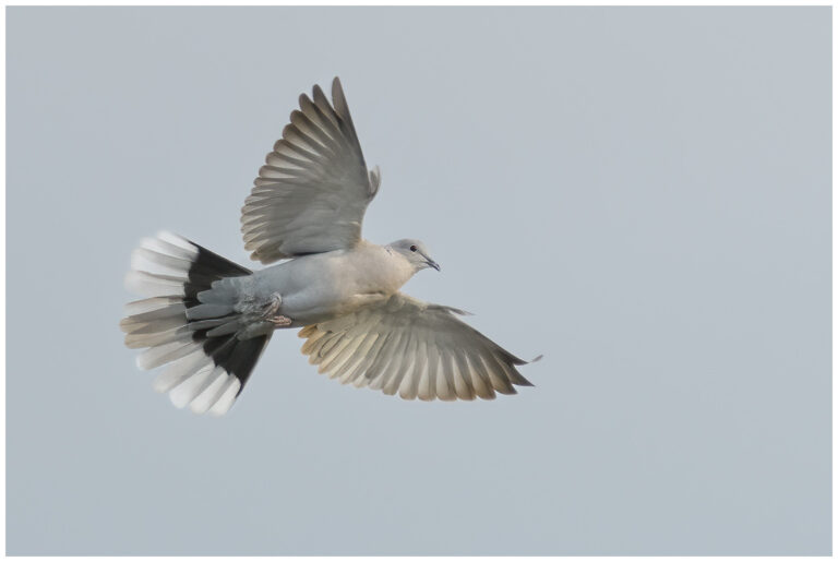 En promenad med kameran En promenad med kameran