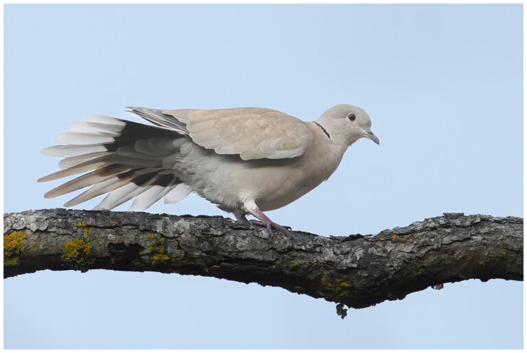 vacker fågel bland rönnbär