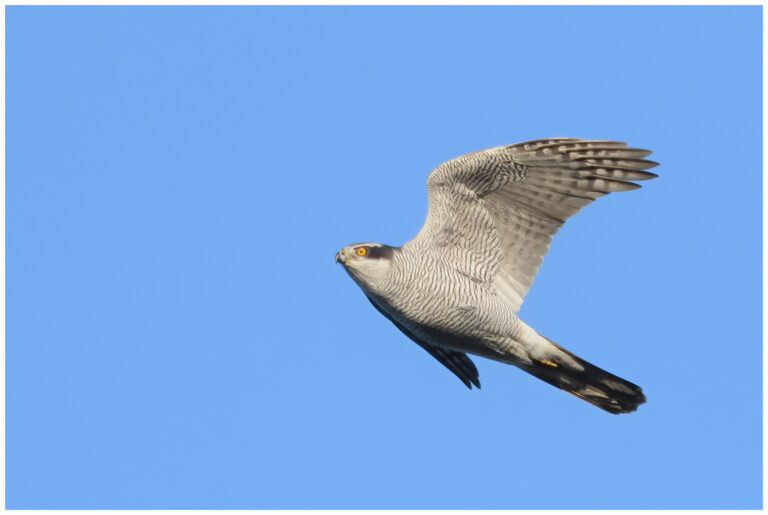 Duvhök - Northern Goshawk vuxen duvhök