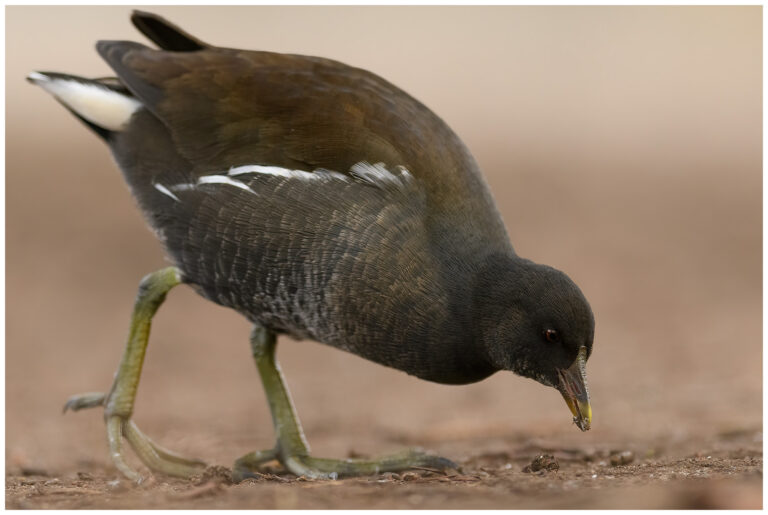 Rörhöna - Common Moorhen rörhöna - Gallinula chloropus