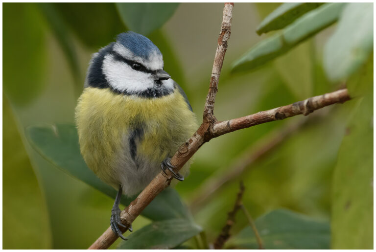 Blåmes - Blue Tit Blue tit