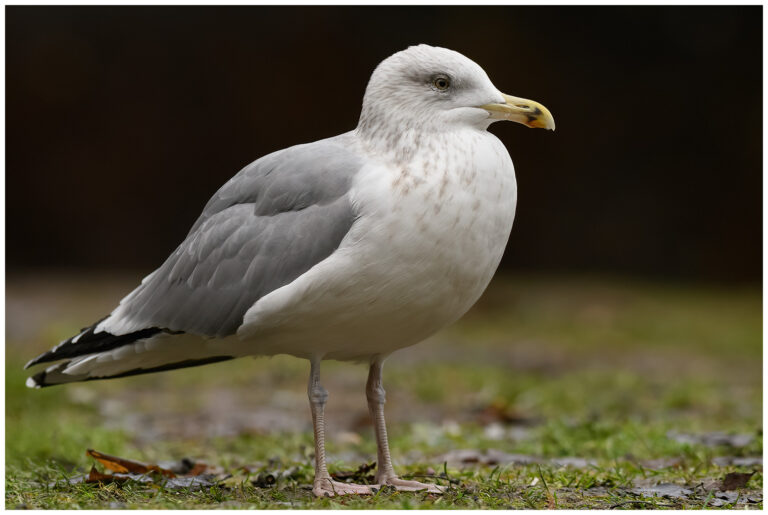 Gråtrut - Herring Gull adult vuxen gråtrut