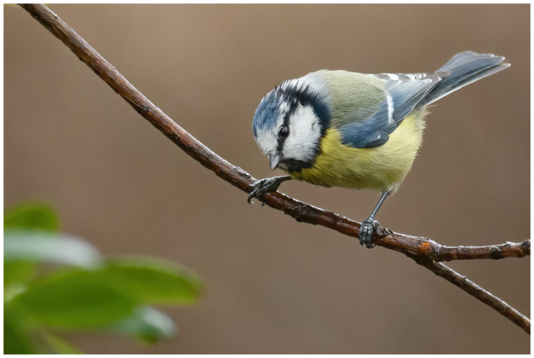Blåmes - Blue Tit blåmes