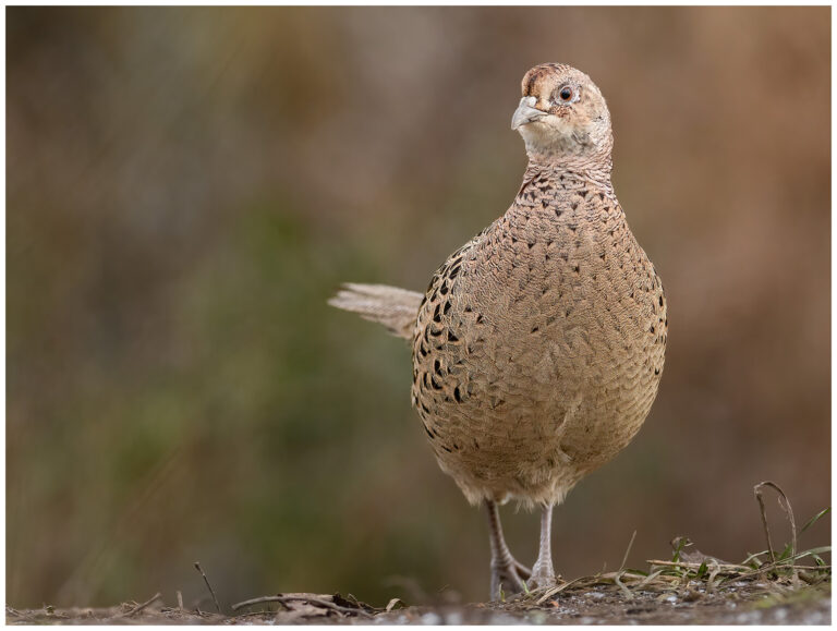 Fasan - Common Pheasant fasan höna