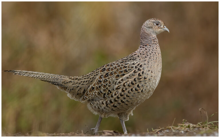 Fasan - Common Pheasant Phasianus colchicus höna