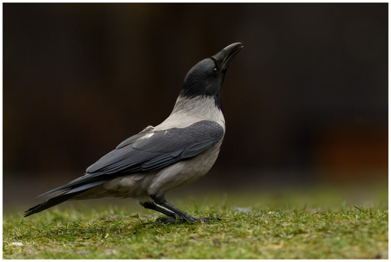 Urban birding photography Urban birding photography