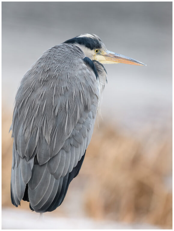 Gråhäger - Grey Heron grey heron