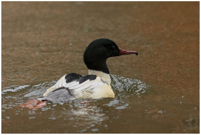 Storskrake - Goosander Mergus merganser - hane