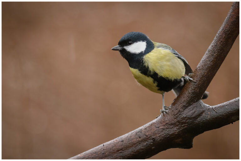 Talgoxe - Great Tit talgoxe hane