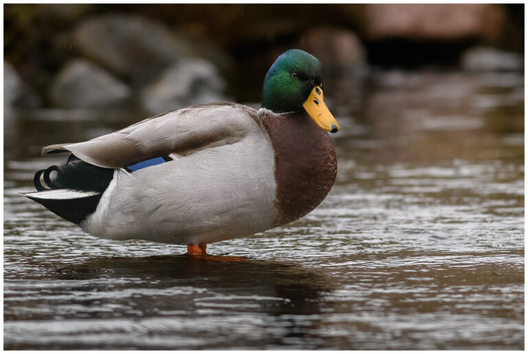 Gräsand - Mallard hanne Mallard