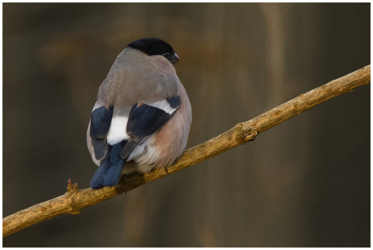 Domherre - Common Bullfinch hona domherre