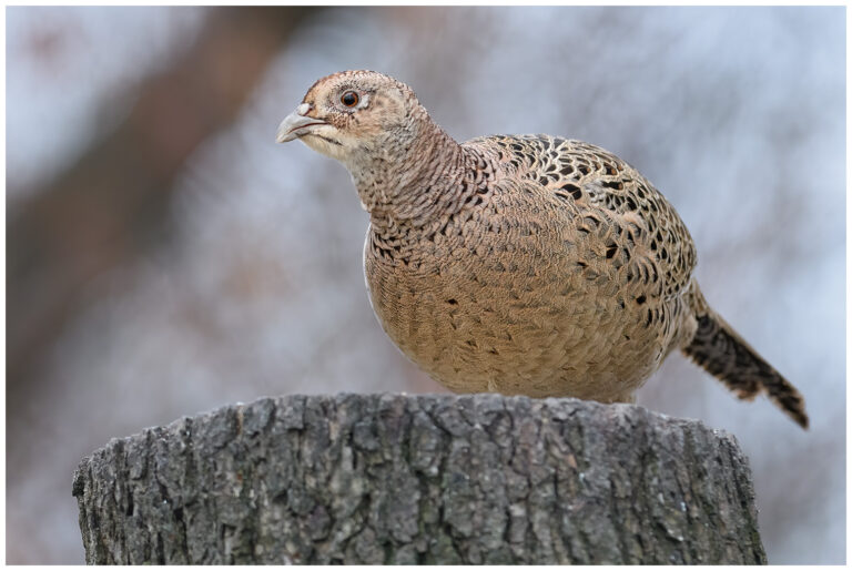 Fasan - Common Pheasant fasan höna hona