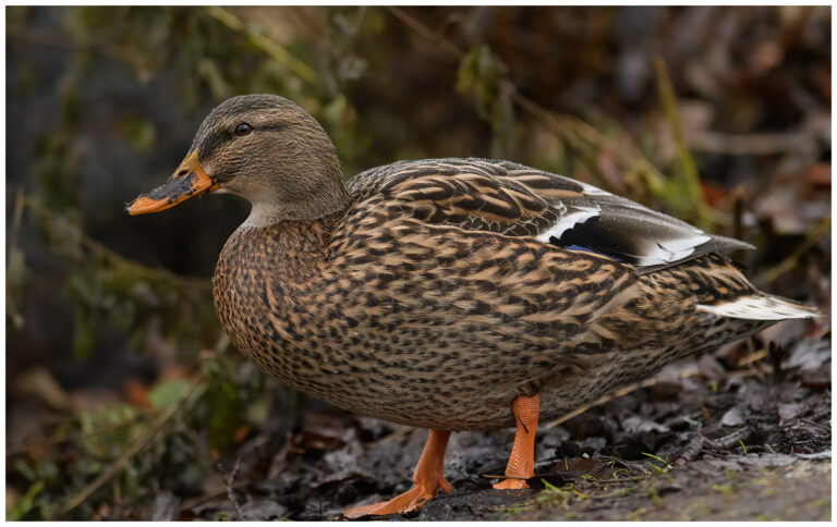 Gräsand - Mallard gräsand