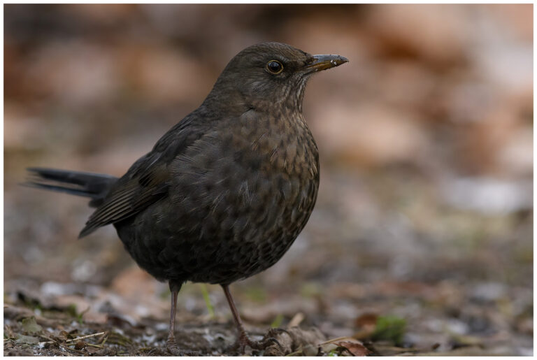 Koltrast - Blackbird hona blackbird