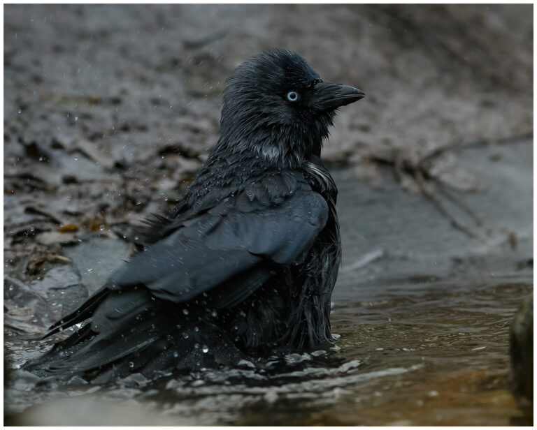 Urban birding photography Urban birding photography